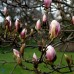 Magnolia denudata Fragrant Cloud C3